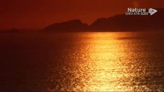 12:00am-1:00am (PST)