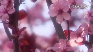 12:00am-1:00am (PDT)